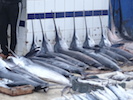 Photo marché des pêcheurs