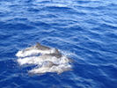 Dauphins 1