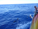 Dauphins 2
