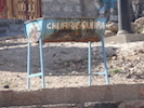 Churrasqueira