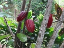 Cacao