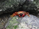 Crabe
