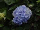 Hortensia